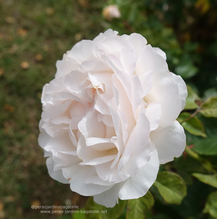 La rose des élèves parfumeurs: N°52 « ADAfloblanc » (Michel Adam) 