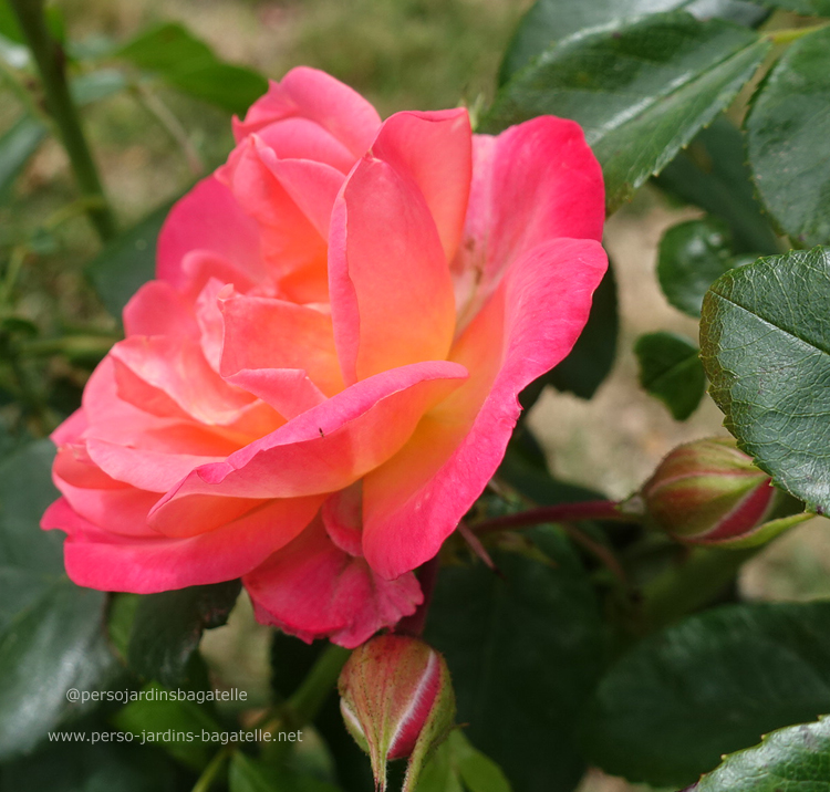 Buisson à Fleurs Groupées : N°76 « Enjoy » (Kordes Rosen)