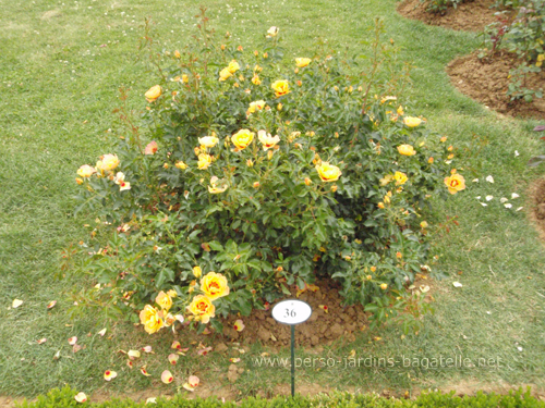 Certificat catégorie buisson à fleurs groupées 