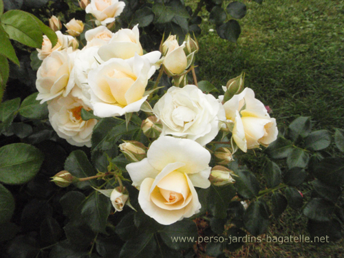 N°39 :Sirius, Création ROSEN TANTAU, Catégorie Buisson à Fleurs Groupées