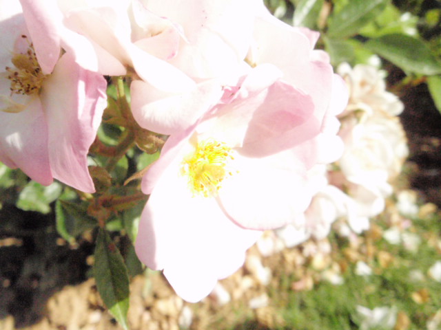 13ème Concours de roses des enfants  (détail)