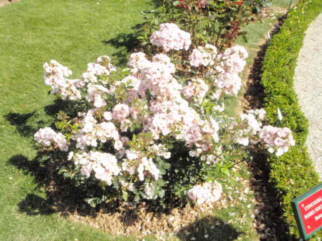 13ème Concours de roses des enfants  (N°054 :Non dénommé (MEInorosa).(catégorie buisson à fleurs groupées); Création : Alain MEILLAND présentée par MEILAND International 