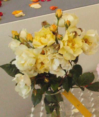 29ème Concours international de Roses de Paysage, 1er Prix : N°002: Goldpatz