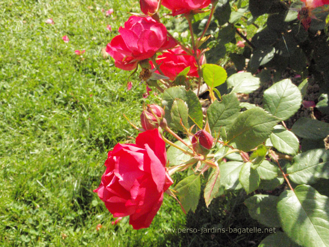 29ème Concours international de Roses de Paysage Certificat, N°003: Cherry Bonica, création Alain Meilland