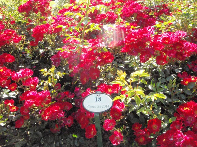 29ème Concours international de Roses de Paysage Certificat, N°018 Non dénommé (DELtapirou), création Delbard