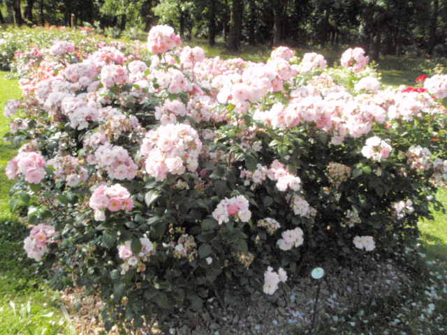 29ème Concours international de Roses de Paysage Certificat, N°024: Utopia, création  Delbard