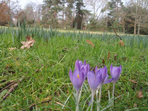 Crocus violets