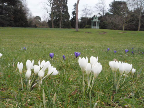 Crocus blancs