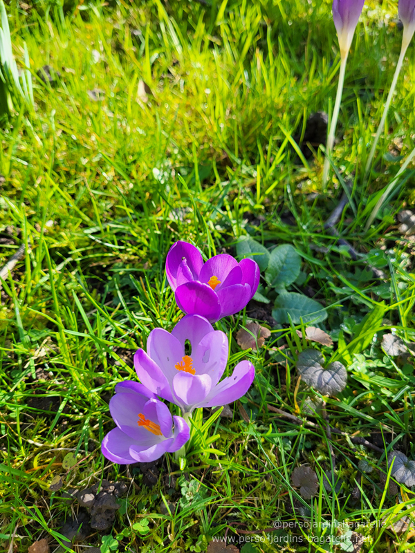 3 crocus, vue d'en haut