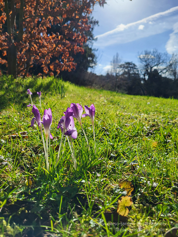 Crocus, vus au ras du sol