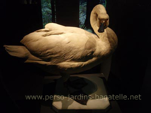 cygne naturalisé