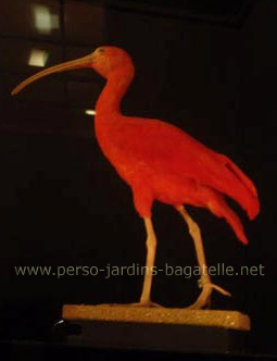 ibis rouge