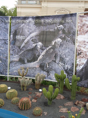 Cactus des Galapagos 