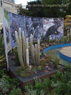 Cactus des Galapagos - Expo Darwin
