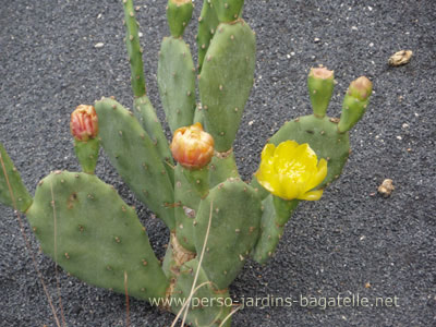 Cactus en fleurs