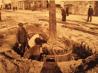 Implantation d'un arbre  paris, 1910