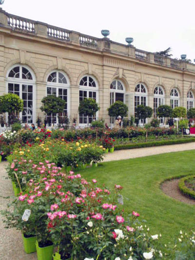 vente de rosiers