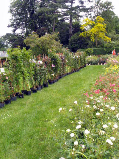 vente de rosiers