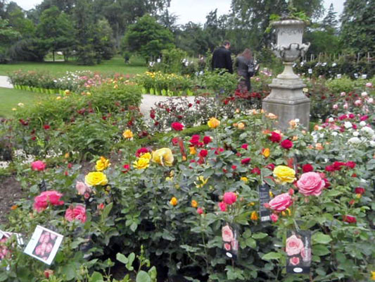 vente de rosiers