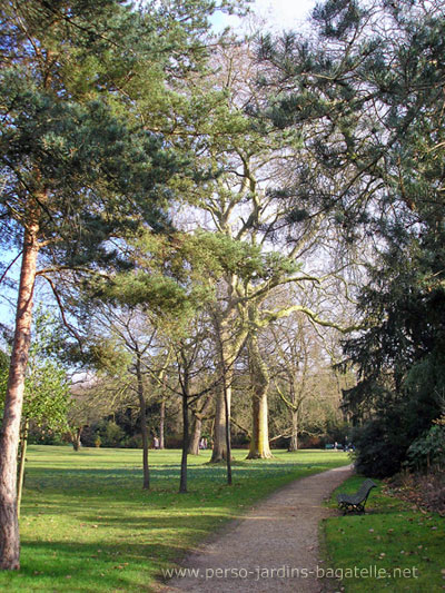 soleil dans les arbres