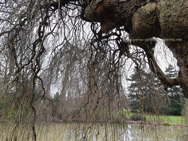 branches du sophora