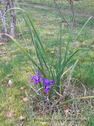 iris botanique