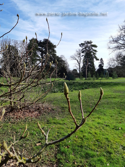 Magnolia tree with buds