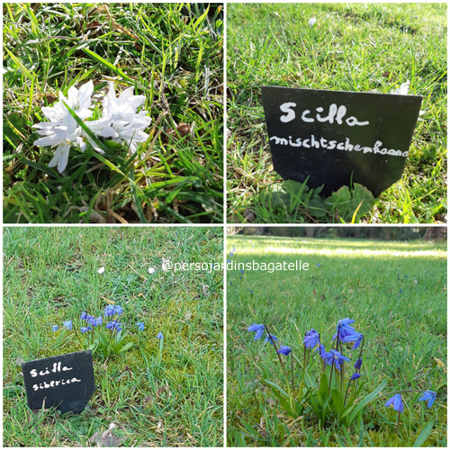 scilla flowers, pictures published on Instagram