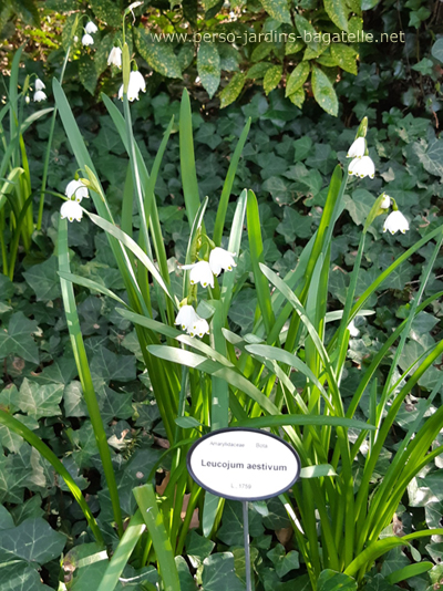 Nivéoles d'été (leucojum aestivum) en pleine floraison