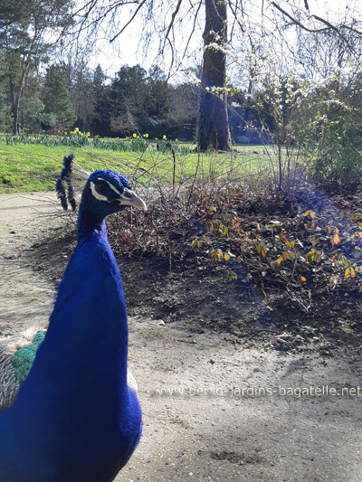 Hello! Peacock greeting you!