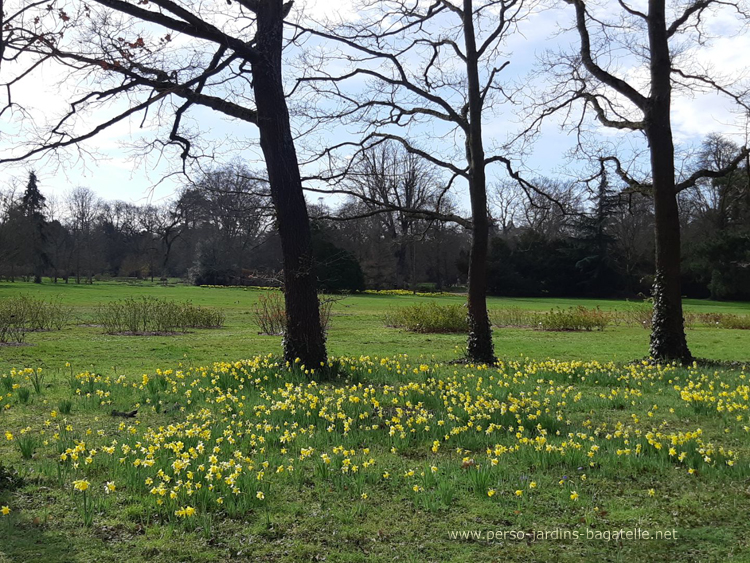 narcisses dans la roseraie de paysage