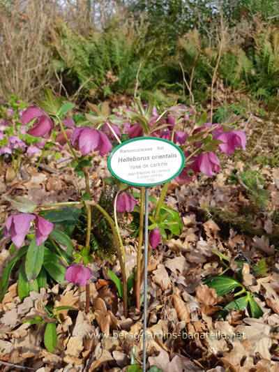 Roses de carème (Helleborus orientalis)