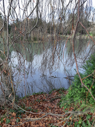 Le bassin vu derrière les branches du hêtre pleureur