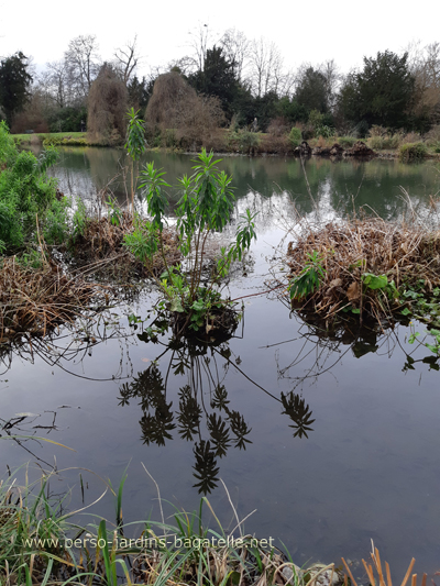 euphorbia in the pond