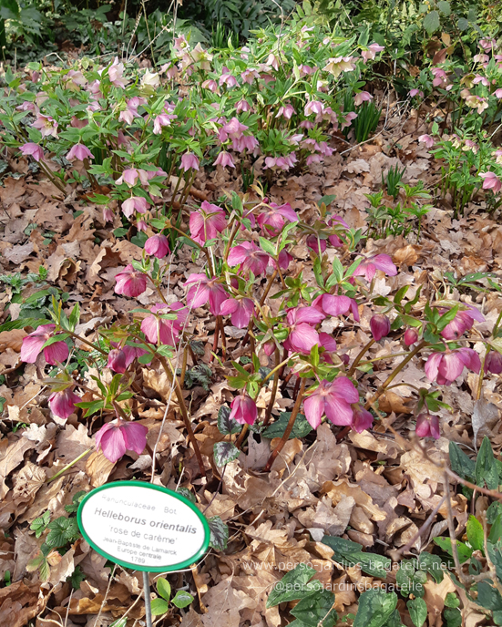 héllébores (roses de carême)