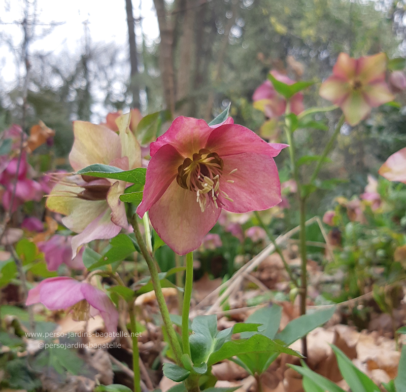 Helleborus orientalis*