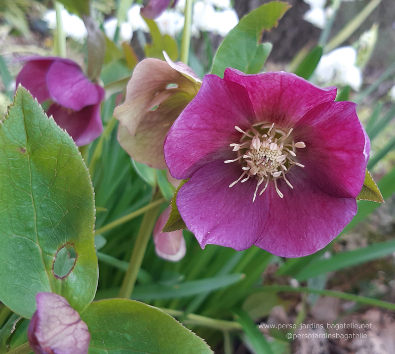 Helleborus orientalis*