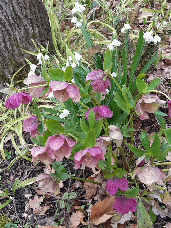 Helleborus orientalis*