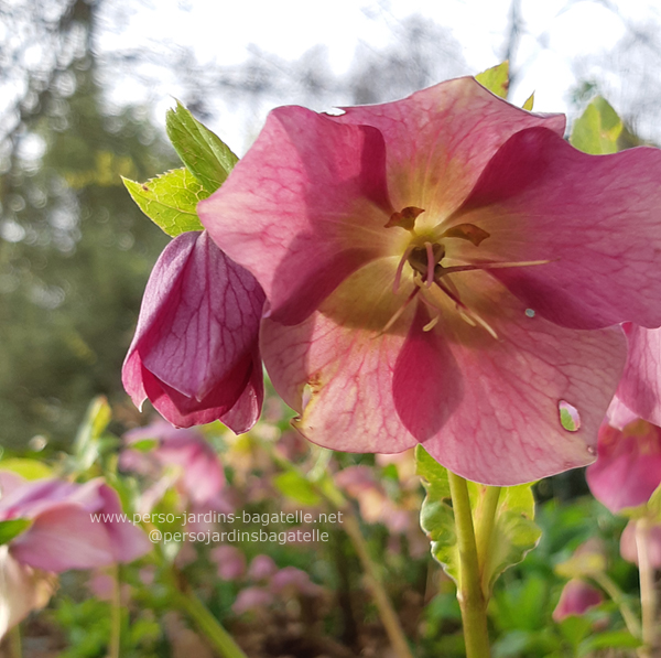 héllébore (rose de carême)