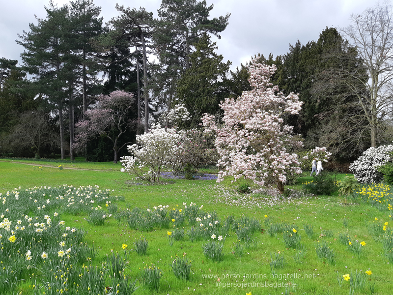 magnolias et narcisses