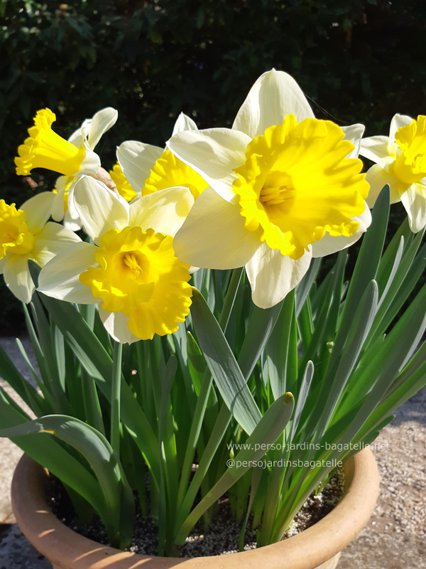 Narcisses en pot dans le jardin des présentateurs du parc de Bagatelle