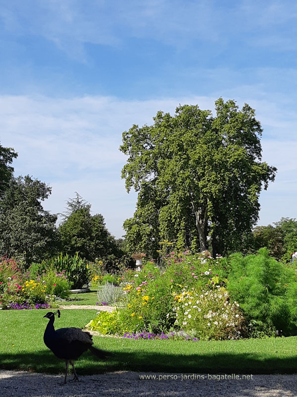 Paon mâle devant  le parterre