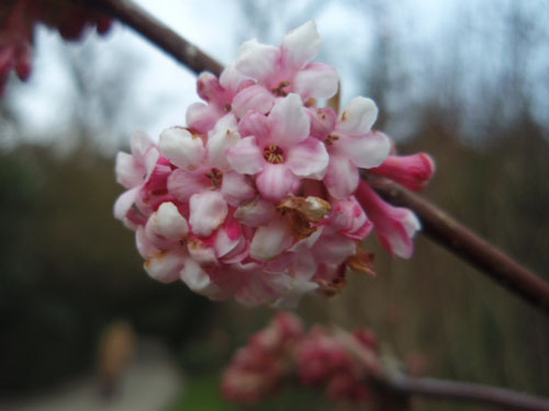 viburnum x bodnantense