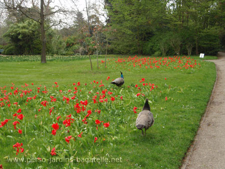 Parterre de tulipes rouge vif...piétinés par des paons