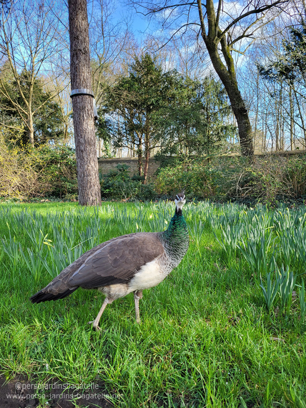 paonne dans les jonquilles