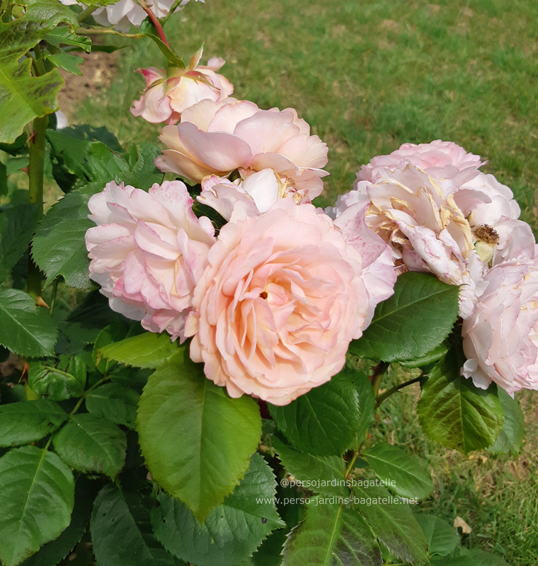 Prix du Parfum des enfants: n°79 "Chateau de Canon" des Roses André EVE