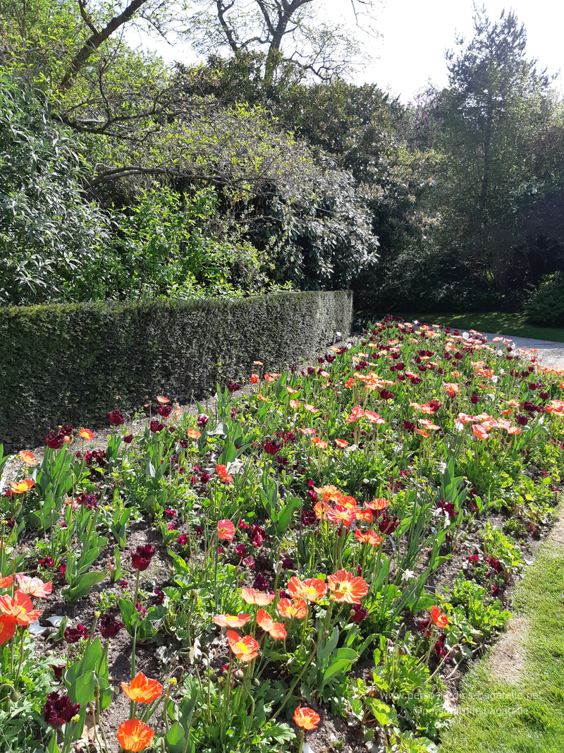 Parterre latéral (orangerie)