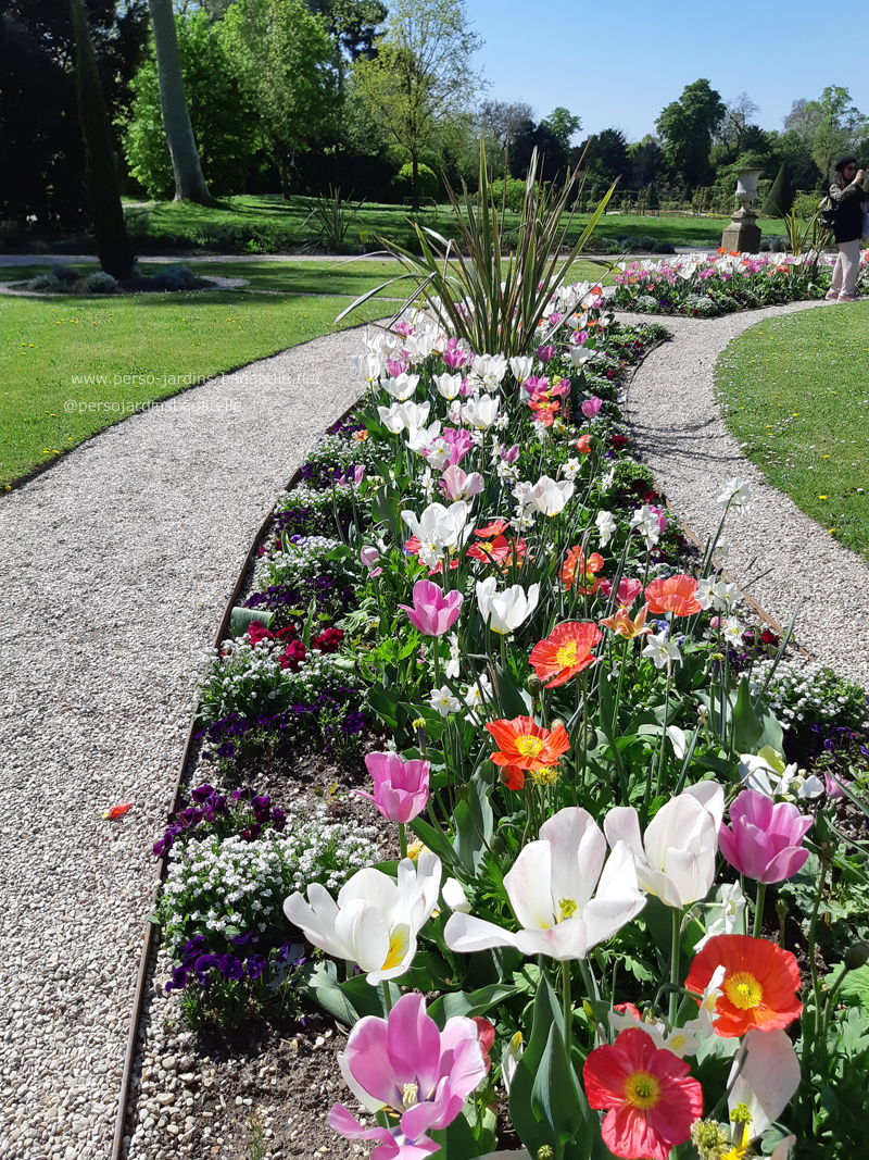 tulipes banches et roses, pavotss rouges