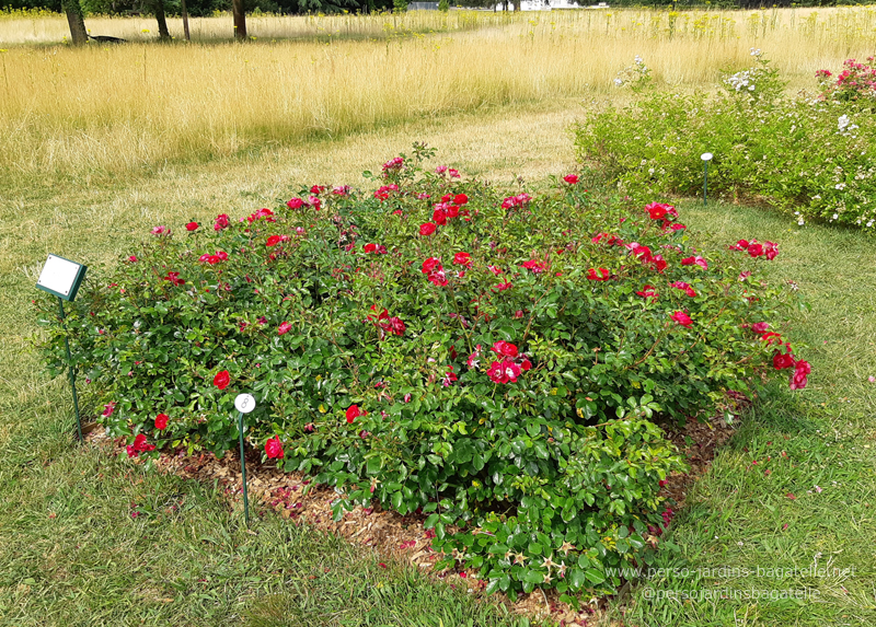 Certificat n°8 Caracho de Kordes Rosen