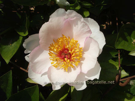 Pivoine Carrara